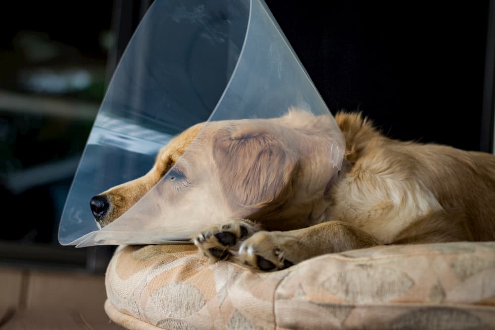 Dog laying down wearing an e-collar