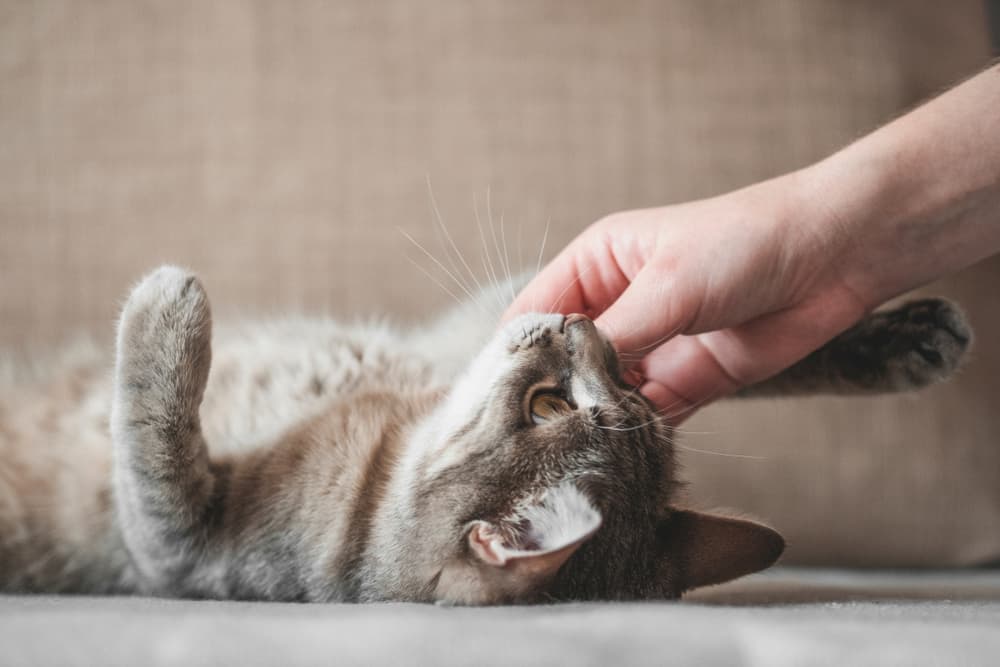 Kitten playing with owner at home