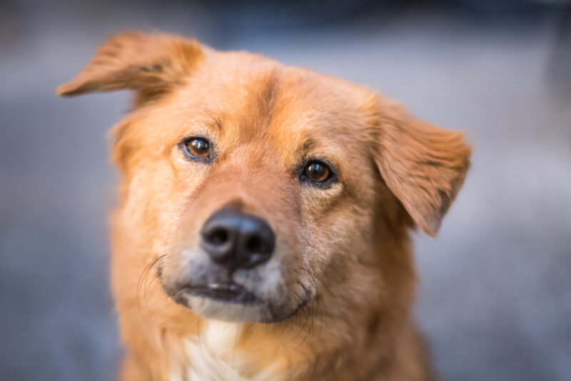 Megaesophagus in Dogs Great Pet Care