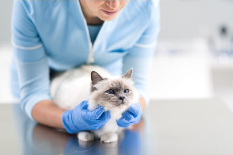 Cat Dry Nose Causes and How to Help Great Pet Care