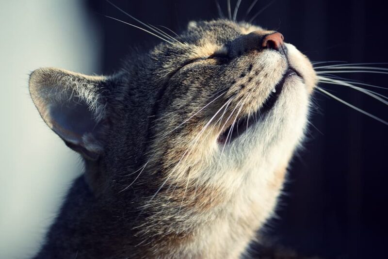 Cat Dry Nose Causes and How to Help Great Pet Care