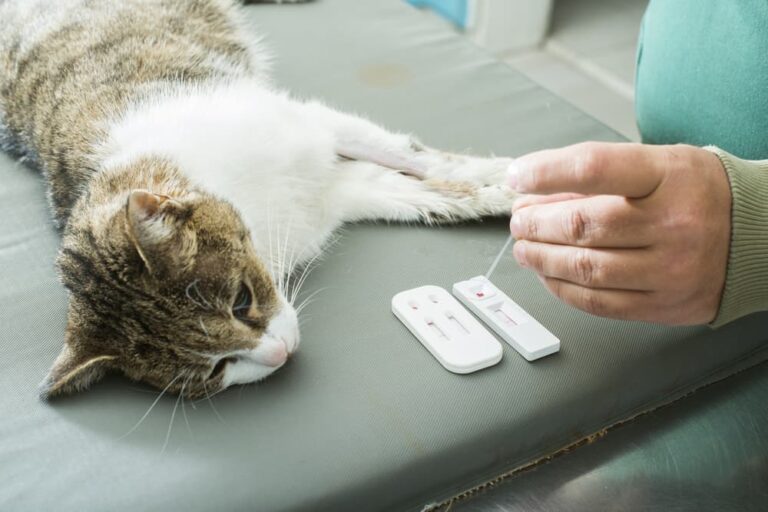 View of All About Feline Leukemia Virus (FeLV) | Great Pet Care