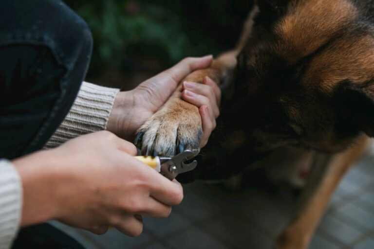 7 Ways to Tell Your Dog’s Nails Are Too Long Great Pet Care