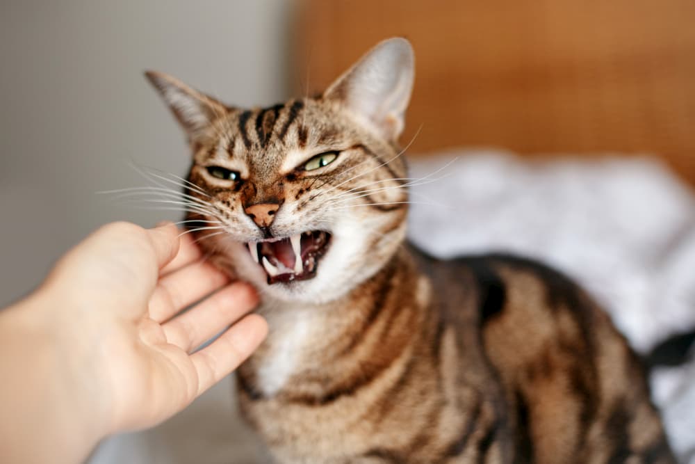 Cat hissing at people