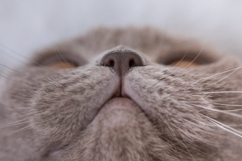 Cat Dry Nose Causes and How to Help Great Pet Care