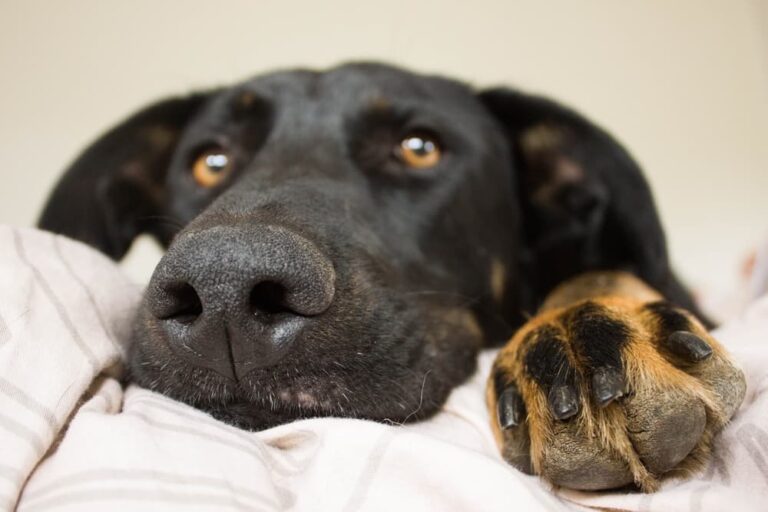 Close up of dog's face and his paw