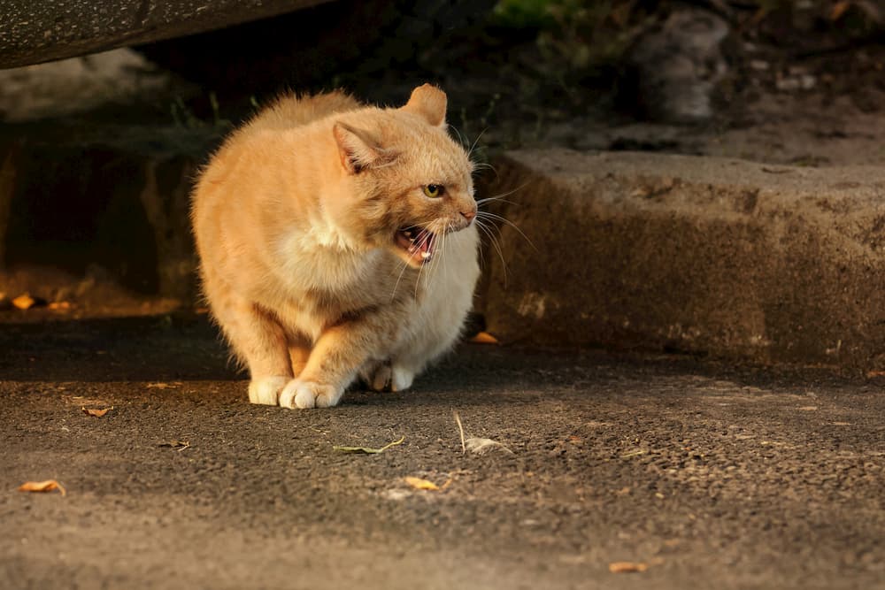 Cat Hissing: Everything You Need to Know