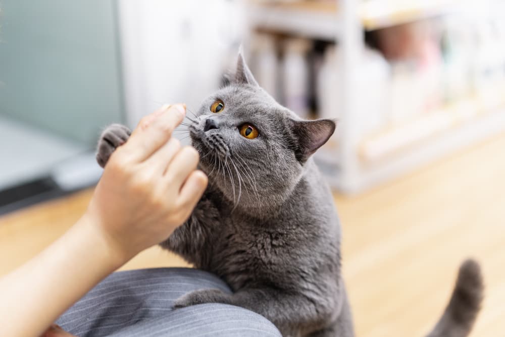 Male cat getting treat from owner