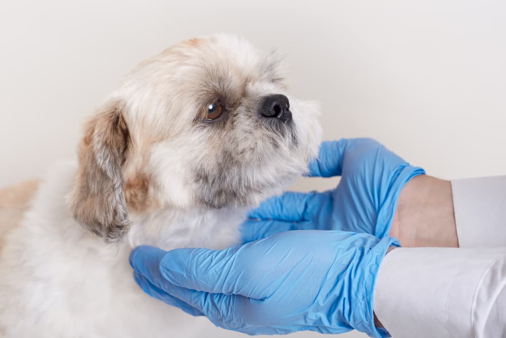 Dog at the vet receiving a physical examination