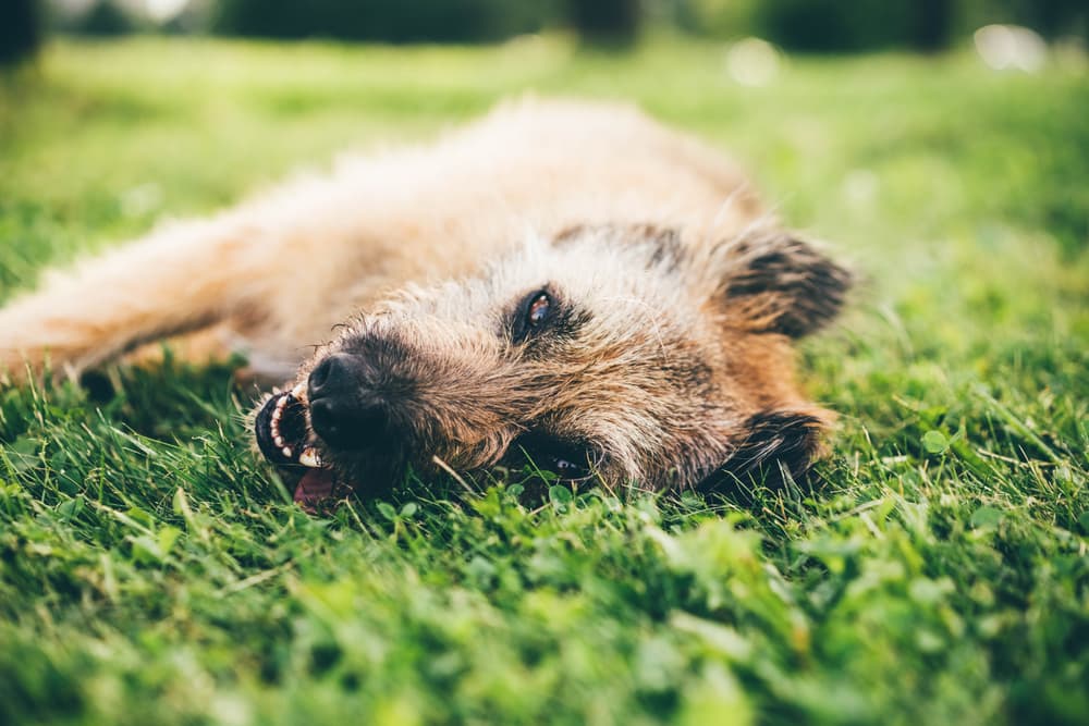 Dog laying in grass unwell