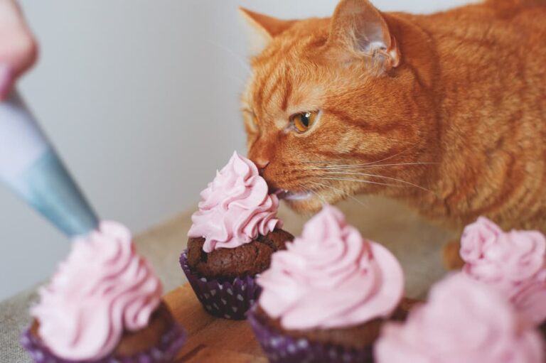 200 Food Names for Cats You'll Eat Right Up Great Pet Care