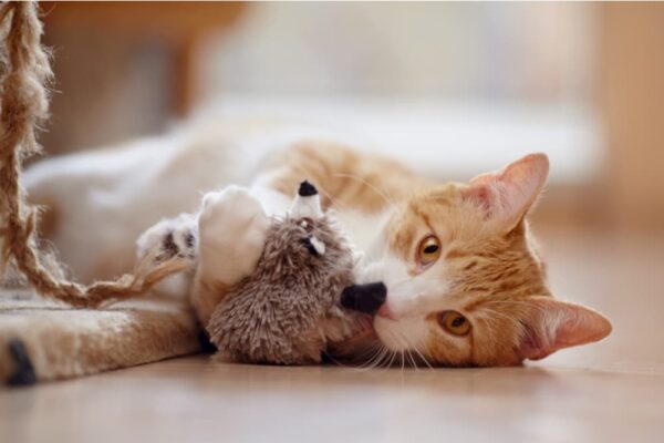 Cat Hissing: Everything You Need to Know | Great Pet Care