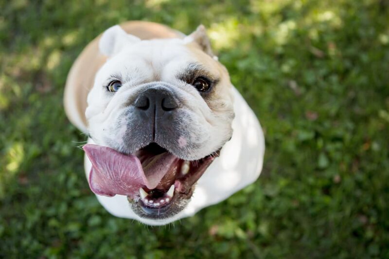 Licorice Root for Dogs Benefits and Uses Great Pet Care