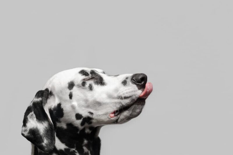 10 Great Sources of Fiber for Dogs Great Pet Care