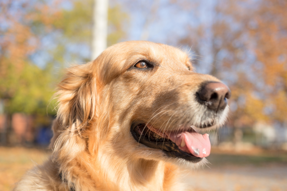 Dog panting looking into the sun