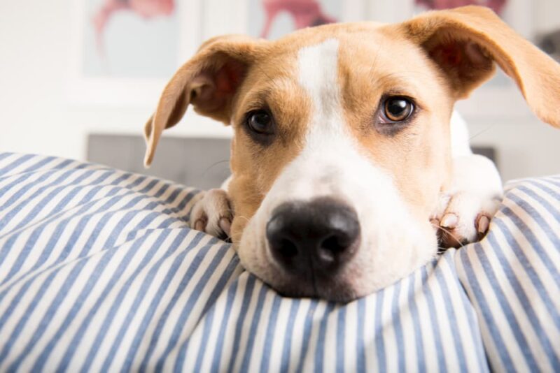 Megaesophagus in Dogs Great Pet Care