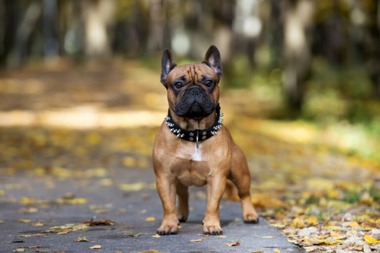 what are the best collars for small dogs