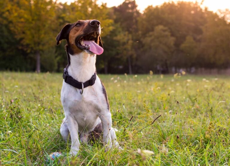 dog in field with tongue out
