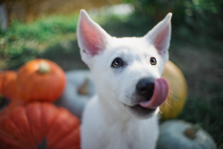 Dog licking lips for treats