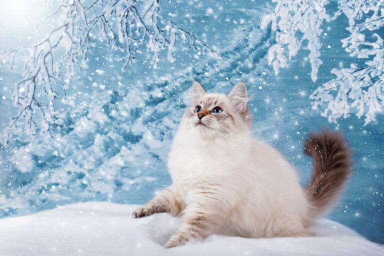 Cat with snowy magical background