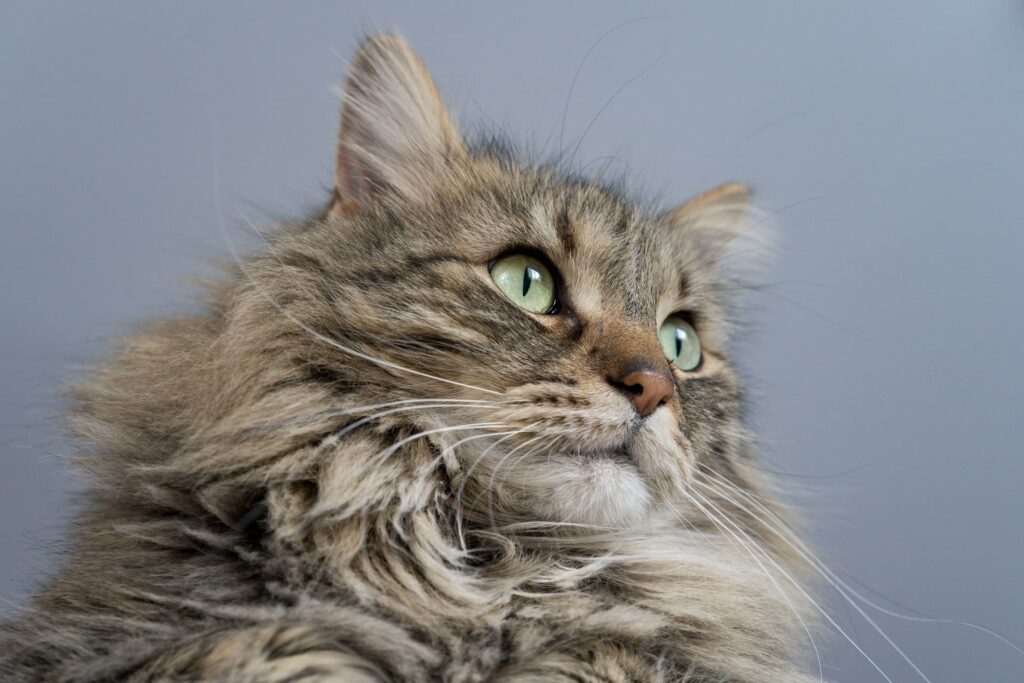 Fluffy Maine Coon cat with green eyes