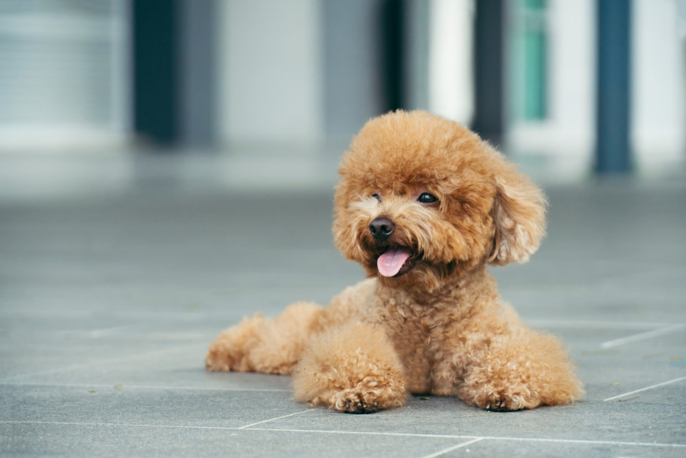 25 Reasons Why Toy Poodles Are the Best