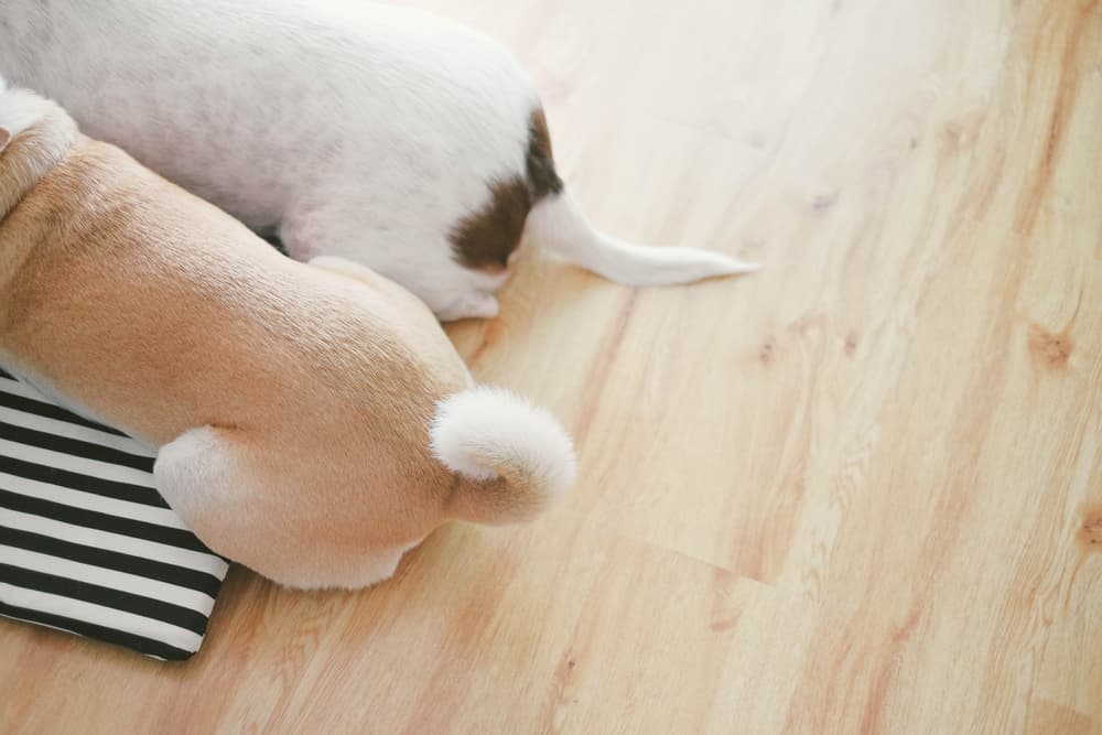 Close up of two dogs tails