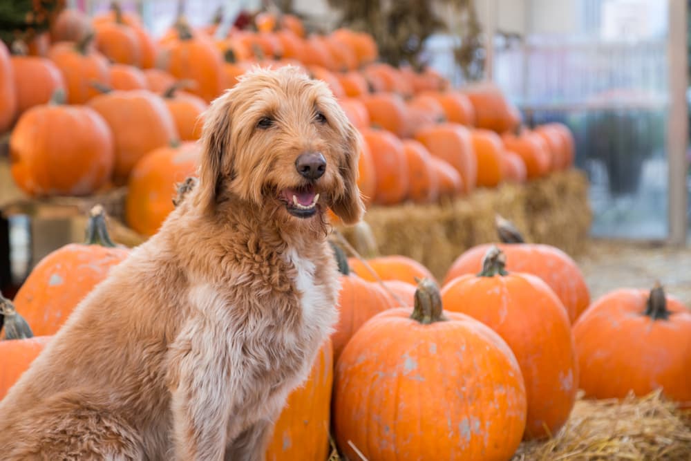 dog at pumpkin patch