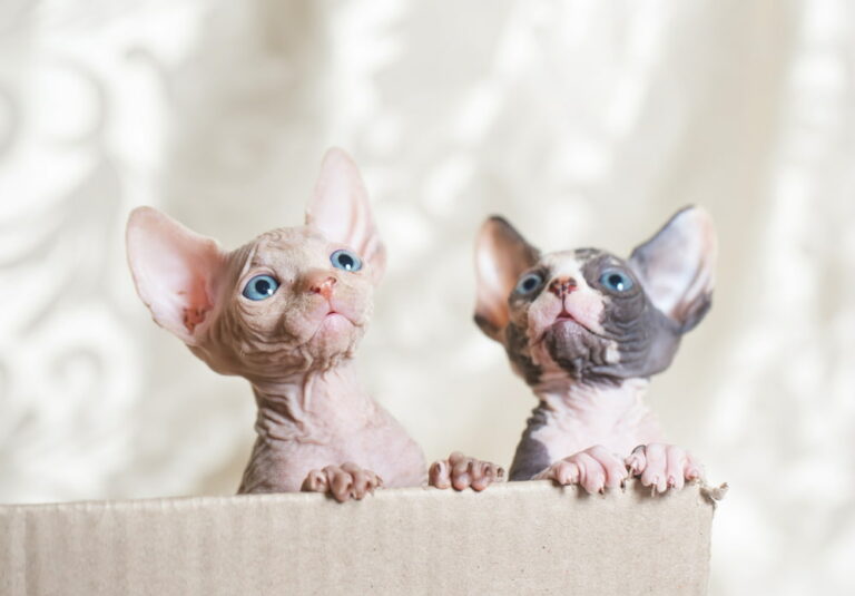 Sphynx Cat Personality Traits & Facts Great Pet Care