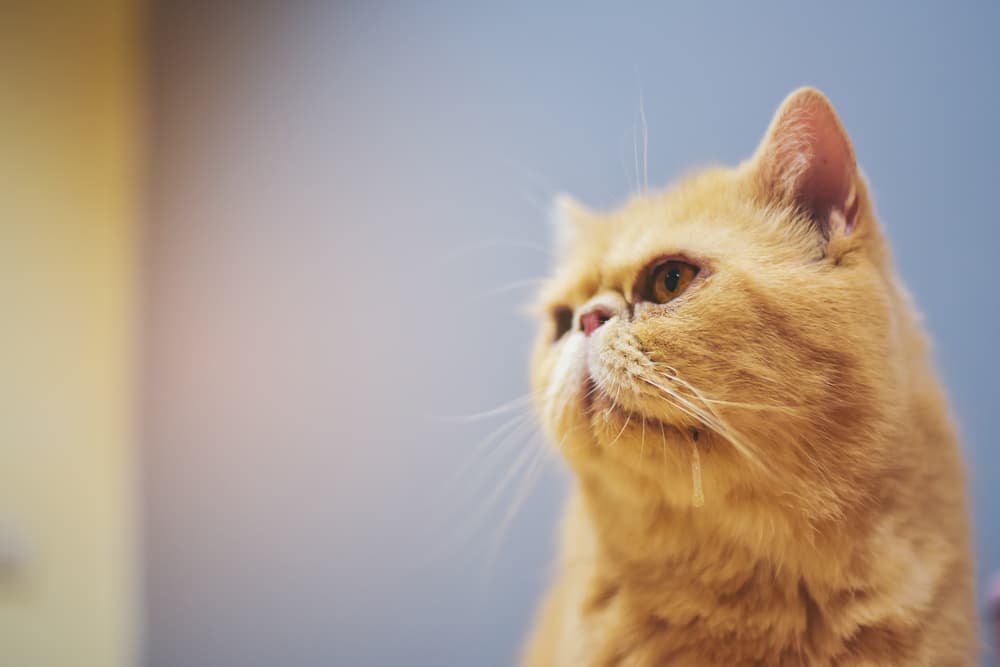 Close up of a cat drooling