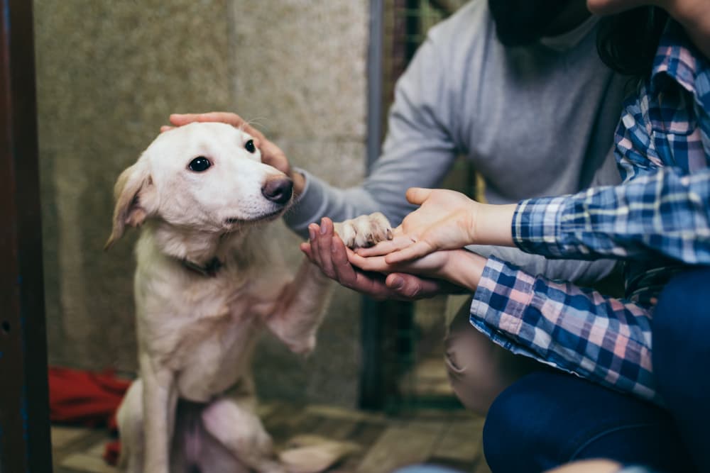 Family petting a rescue dog