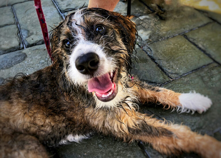 Bernedoodle Dog Personality Traits & Facts Great Pet Care