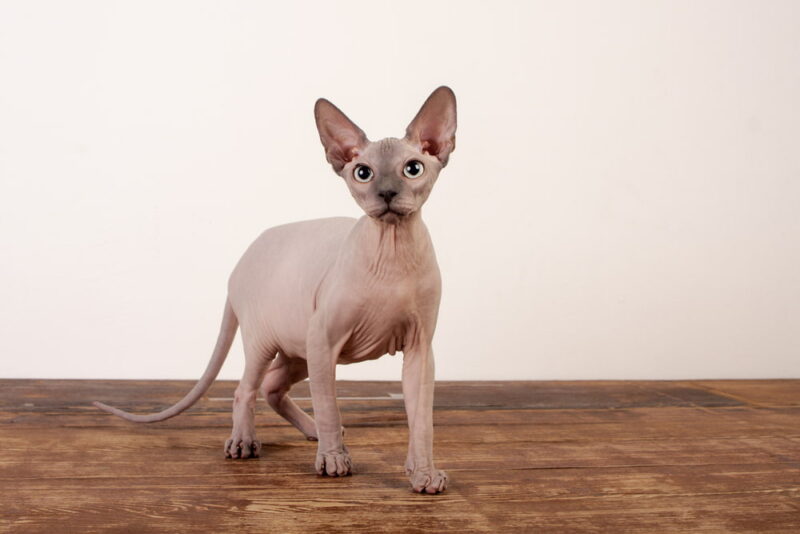 Sphynx Cat Personality Traits & Facts