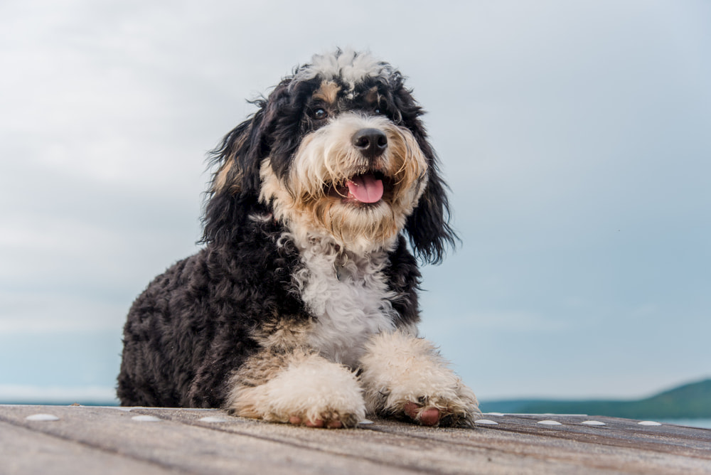 Sweet Bernedoodles by lake