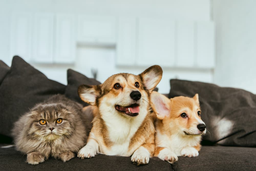 Two corgis sitting on couch with cat