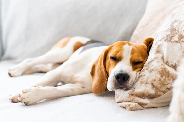 Constipated dog lying on couch