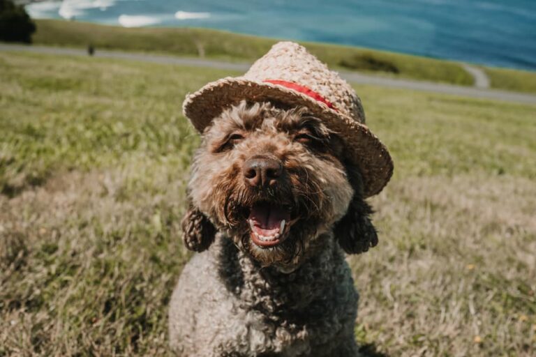 Dog in Northern Spain in a hat