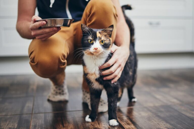 Cat in kitchen with pet owner