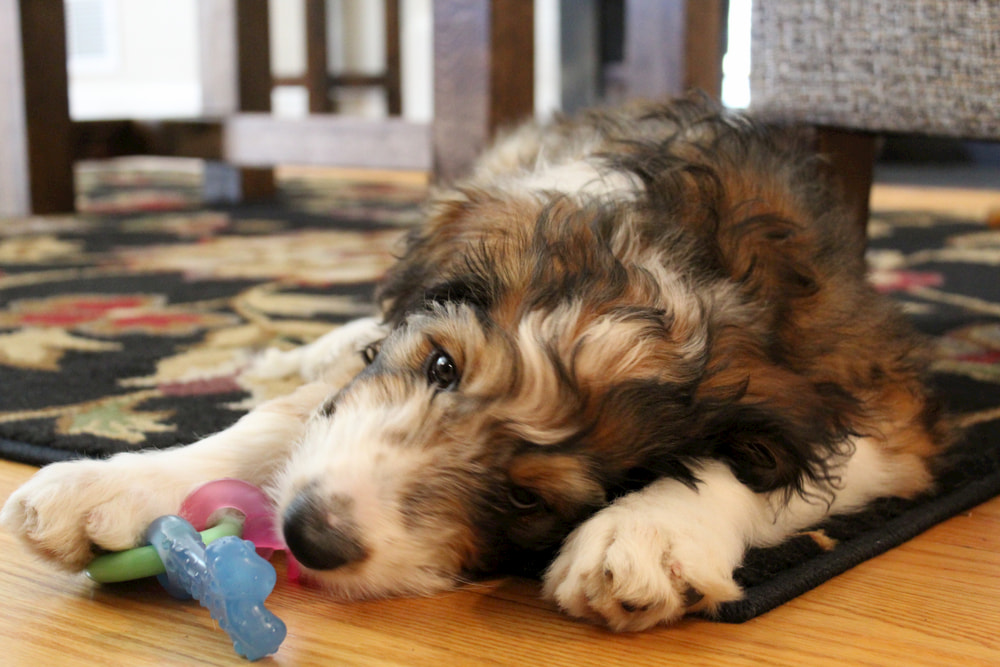 Bernedoodle dog playing with toy