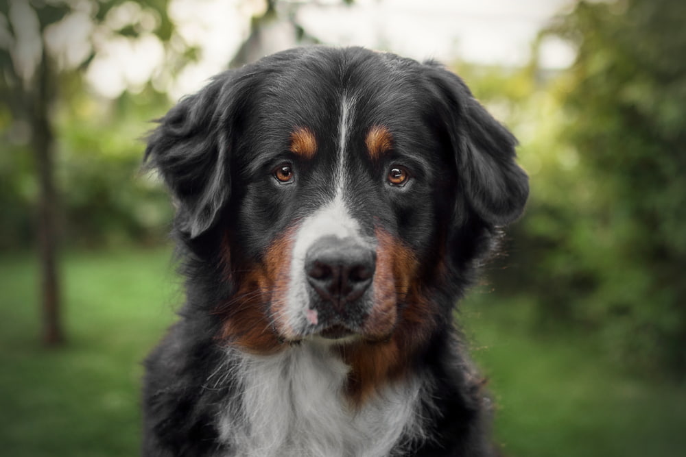 Portrait of a Bernese Mountain Dog