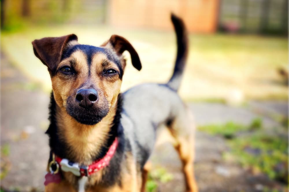 Dog wagging tail looking to owner with sceptical face