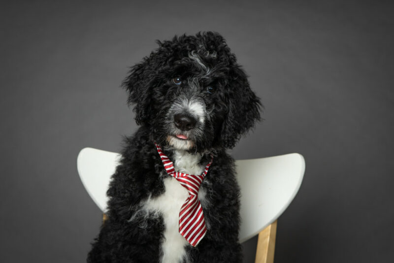 Bernedoodle Dog Personality Traits & Facts Great Pet Care