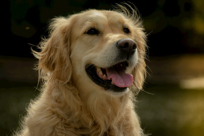 Golden Retriever Personality Traits & Facts Great Pet Care