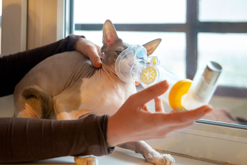 Woman taking care of cat using inhaler