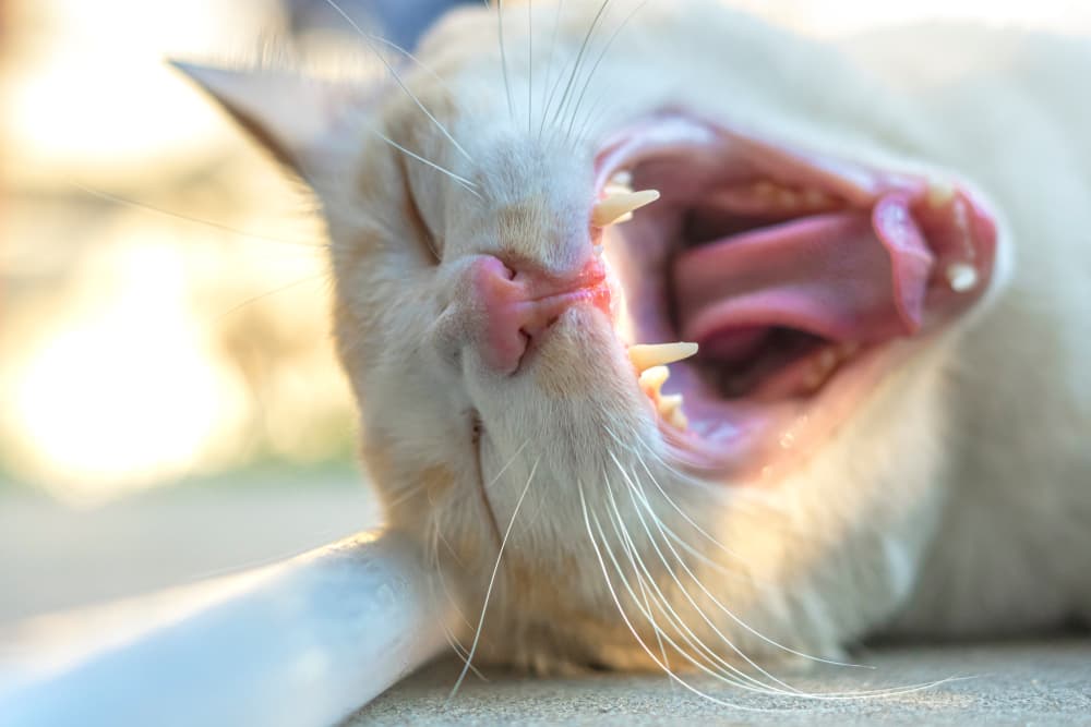 Close up of cat laying down with its mouth open