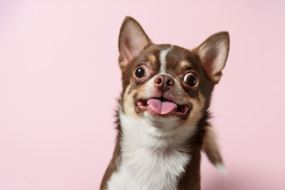 Chihuahua with a funny face