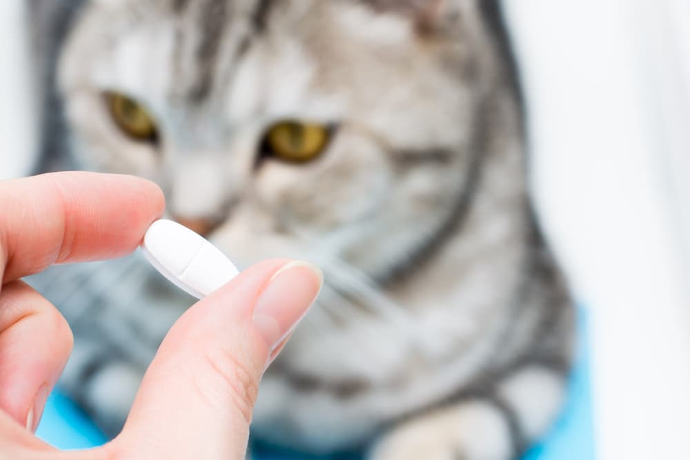 Close up of a pill with cat behind it out of focus