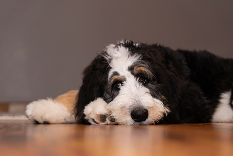 Bernedoodle Dog Personality Traits & Facts Great Pet Care