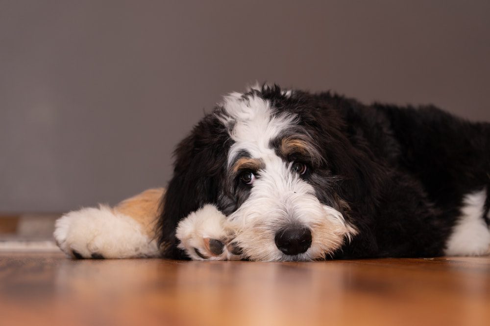 Sick Bernedoodle lying down