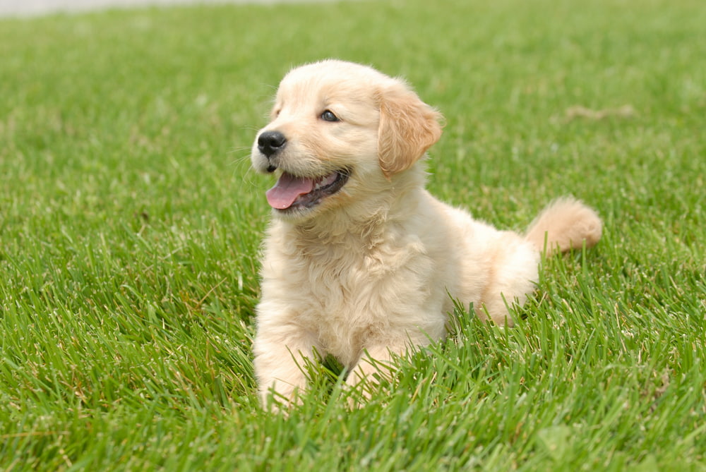 Very cute Golden Retriever puppy in yard